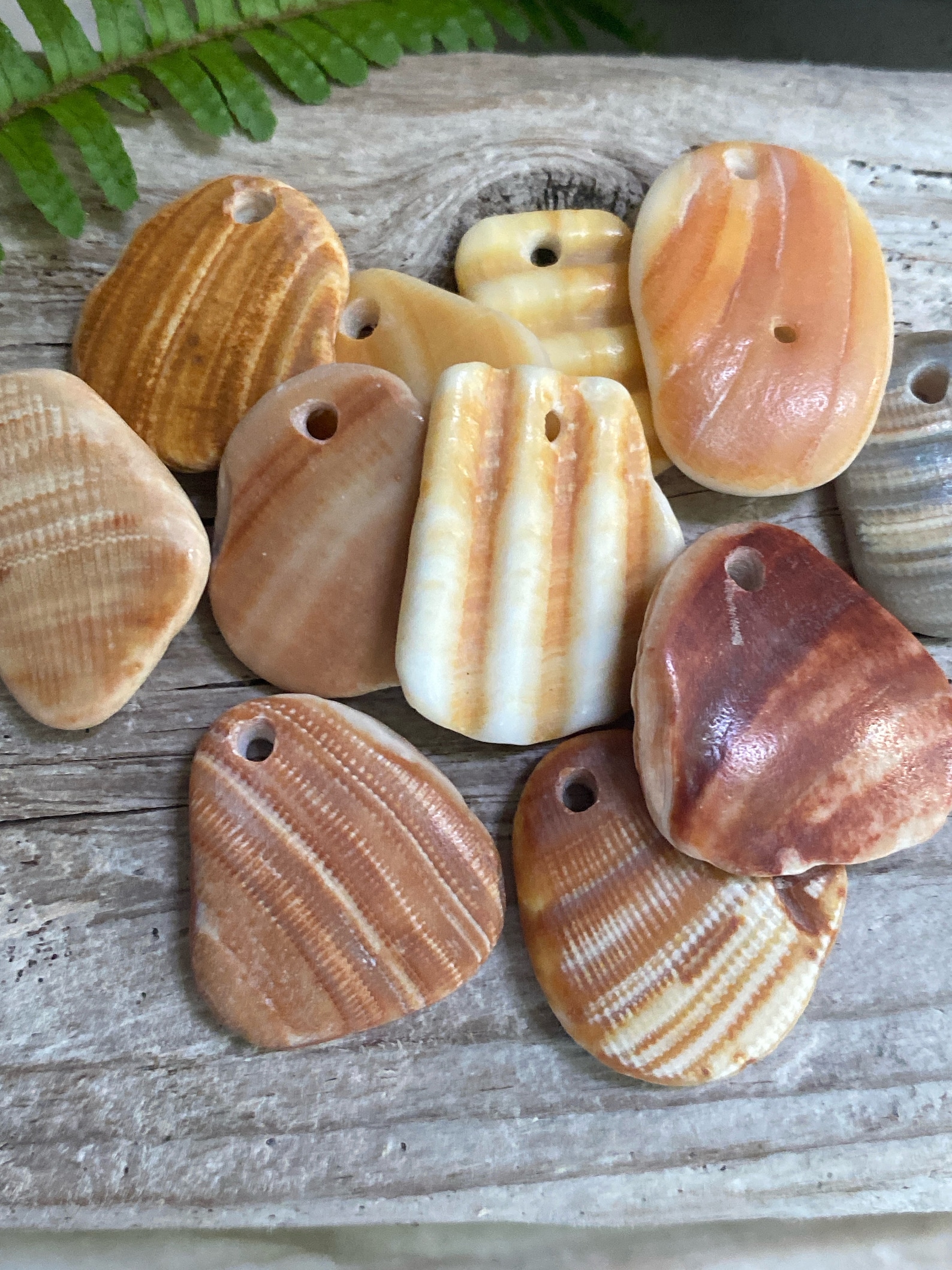 10 SMALL MERMAID Shells | Drilled Beach Shard 1”, Jewelry Wind Chime ...