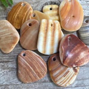 May include: A collection of ten natural seashell pendants with holes drilled for hanging. The shells are in various shapes and sizes, with a mix of brown, white, and orange colors.