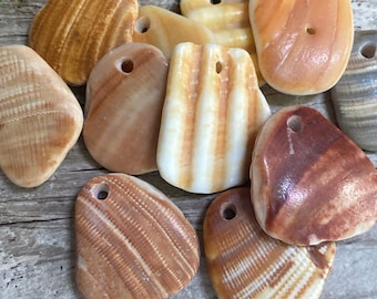 10 conchas de sirena pequeñas / fragmento de playa perforado de 1", carillón de viento de joyería, cuentas orgánicas DIY, decoración rústica de cabaña, regalo oceánico de Florida