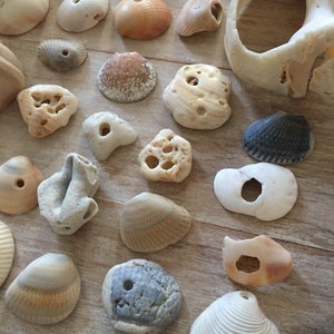 BEACH FINDS | 30 shell shards with natural holes,nautical gift wrap souvenir,good fortune,mobile making,jewelry supplies,unique tropical