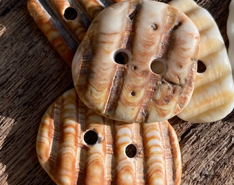 5 botones de concha natural: fragmentos perforados del océano, joyería hecha a mano, diseño de tapicería tropical