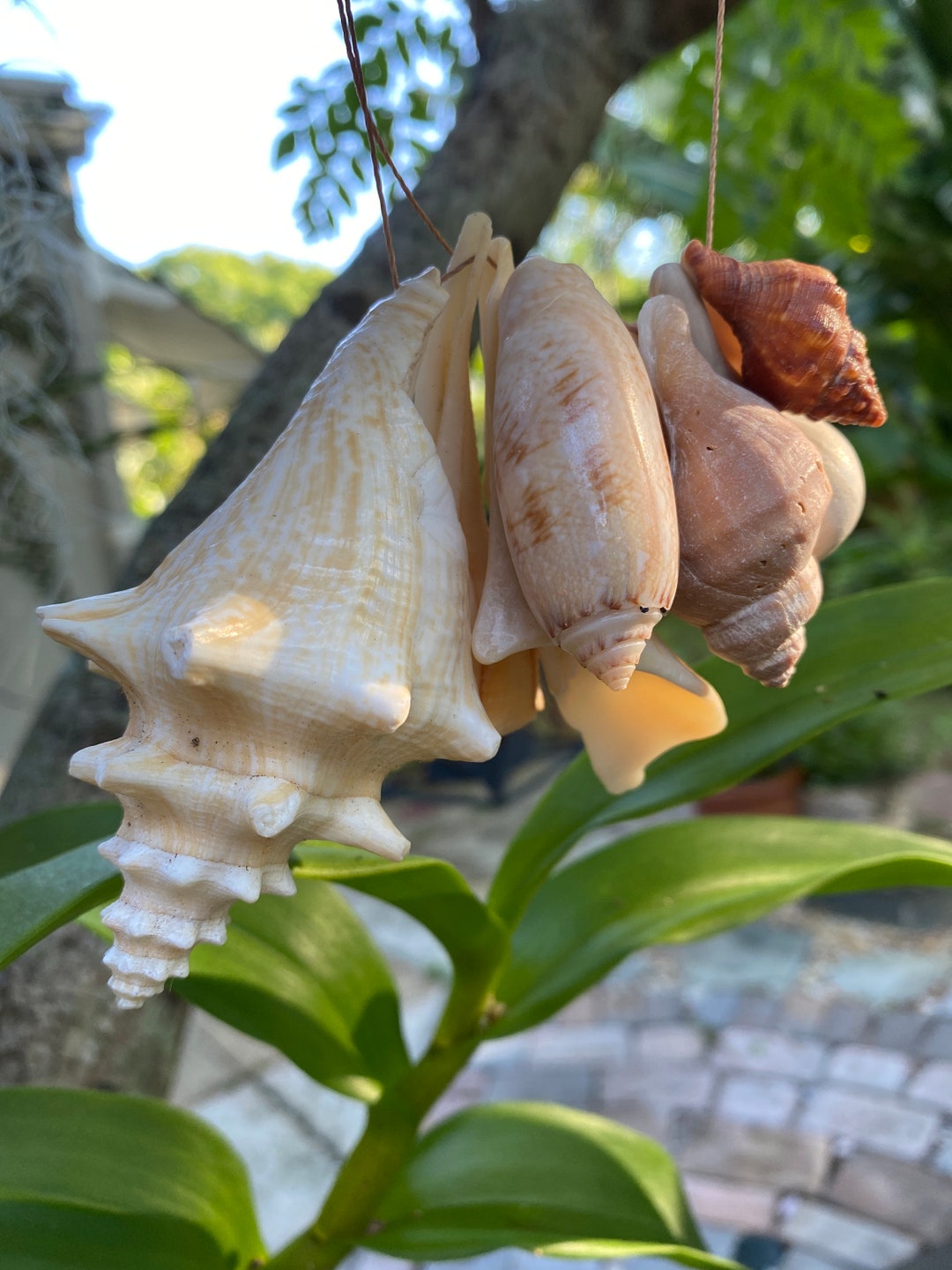 MERMAID Shells From Florida 10 Drilled Shards for Jewelry Wind Chime ...