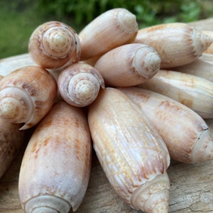 May include: A collection of smooth, light brown seashells with a spiral pattern. The shells are arranged in a circular pattern on a wooden surface.