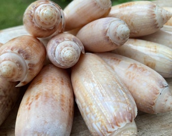 12 conchas de oliva perforadas, cuentas de playa naturales, colgante, guirnalda navideña, decoración del hogar, boda, tesoro reciclado, rústico