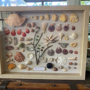 May include: A framed display of various seashells, including conch shells, scallops, and other marine specimens. The arrangement features a variety of colors and textures, with a light-colored wooden frame. A small piece of text is visible at the bottom.