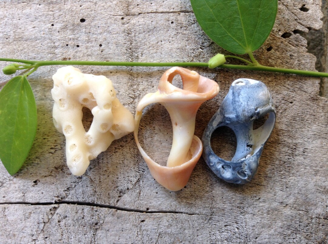 22 Small BEACH FINDS | Shell Shards With Natural Holes, Good Fortune ...