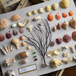 May include: A collection of various seashells, coral, and sea glass arranged on a light gray fabric. The display includes shells of different shapes, sizes, and colors, with a central black branch. The text "gifts from the sea, Palm Beach, Florida 2025" is visible.