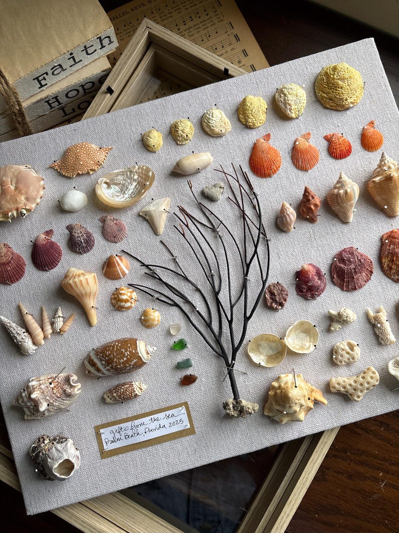 May include: A collection of various seashells, coral, and sea glass arranged on a light gray fabric. The display includes shells of different shapes, sizes, and colors, with a central black branch. The text "gifts from the sea, Palm Beach, Florida 2025" is visible.