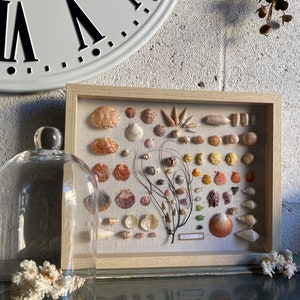 May include: A framed collection of various seashells, displayed on a light beige linen background. The shells vary in size, shape, and color, including shades of white, beige, orange, and brown. A glass cloche and coral are in the foreground.