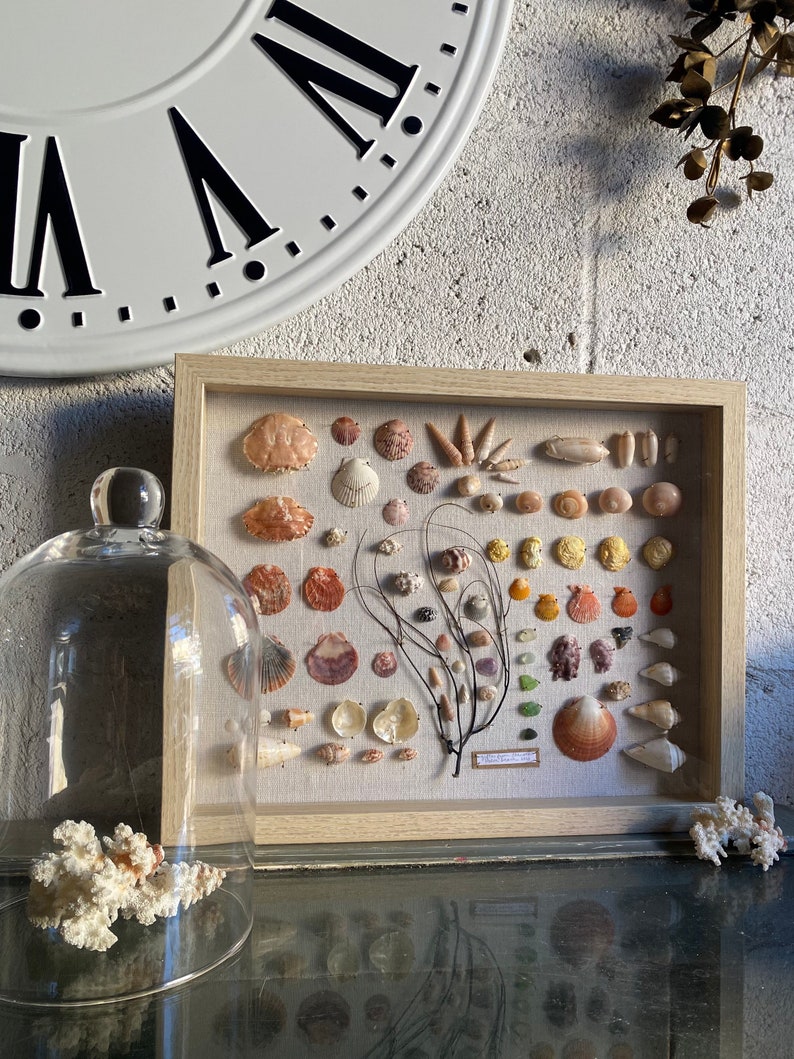 May include: A framed collection of various seashells, displayed on a light beige linen background. The shells vary in size, shape, and color, including shades of white, beige, orange, and brown. A glass cloche and coral are in the foreground.