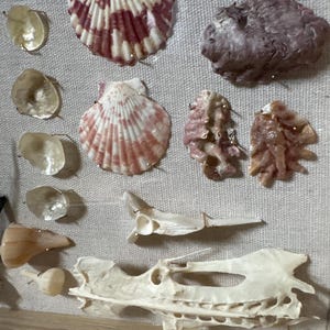 BEACH shadowbox | collage shells sea glass coral beach treasure Palm Beach Florida,handmade unique wedding gift 15”x12” coastal chic ocean image 3
