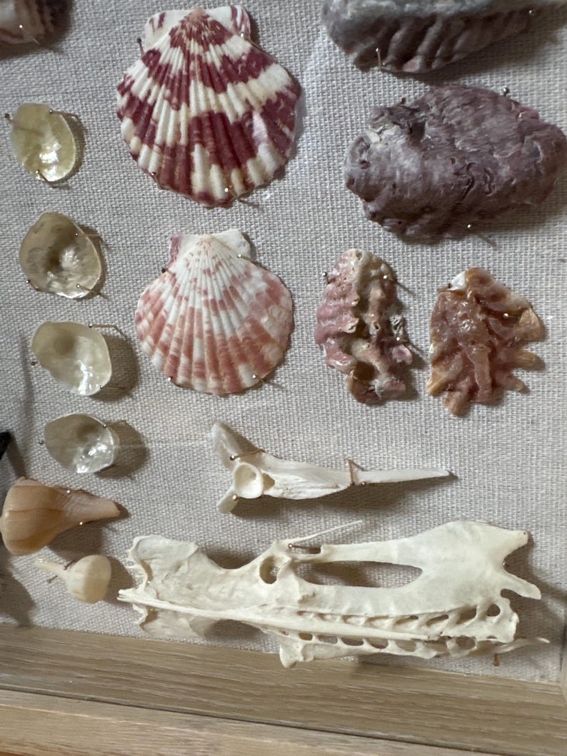 BEACH shadowbox | collage shells sea glass coral beach treasure Palm Beach Florida,handmade unique wedding gift 15”x12” coastal chic ocean image 3