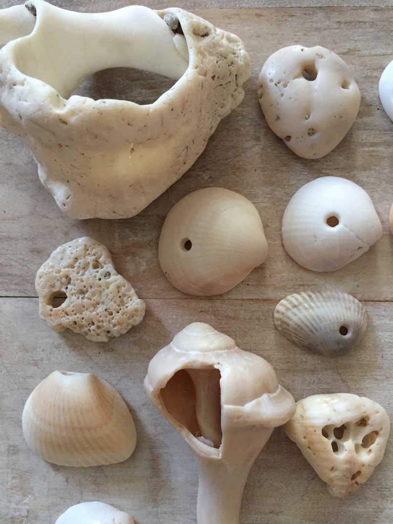 shards with natural holes,valentine gift wrap souvenir,good fortune,mobile making,jewelry supplies,tropical BEACH FINDS...30 shells