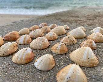 30 SUNRISE shells | orange white sunray striped unusual beach finds Florida | jewelry DIY | tropical decor wedding | Christmas
