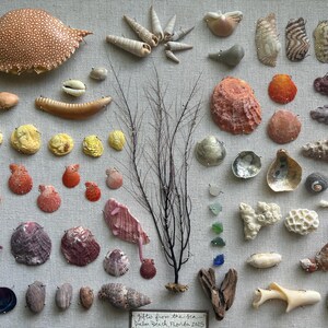 May include: A collection of various seashells, coral, and a crab shell, arranged on a light-colored surface. The assortment includes shells of different shapes, sizes, and colors, with a few pieces of sea glass and a piece of driftwood. The text "Gifts from the sea Palm Beach Florida 2025" is visible.
