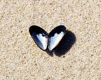 Heart Shell on Beach