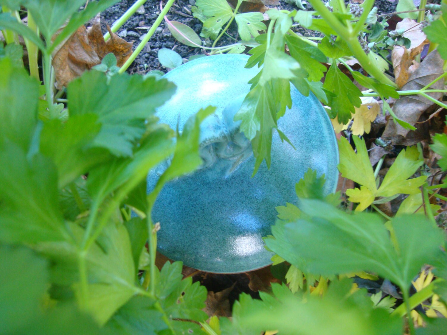 Four Ollas with lids - 1.25 Gallon Garden Irrigation Pot