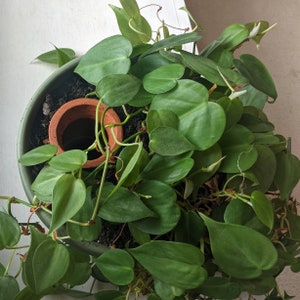 May include: A top-down view of a green potted plant with heart-shaped leaves. A small, terracotta pot is nestled in the soil. The plant is lush and vibrant, with healthy green foliage. The pot is a muted green color.