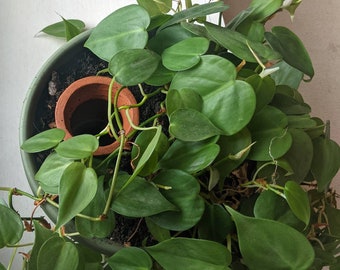 Olla de barro de tamaño pequeño - Maceta de riego para jardineras de 8" a 12"