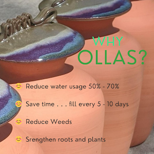 Puede incluir: Ollas de terracota con tapas esmaltadas. La imagen incluye el texto "WHY OLLAS?" y enumera beneficios como la reducci&oacute;n del uso de agua y el fortalecimiento de las ra&iacute;ces. Las ollas son de color naranja claro.