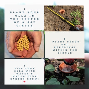 How to plant an Olla