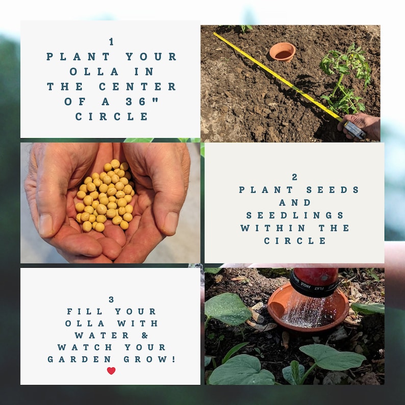 How to plant an Olla