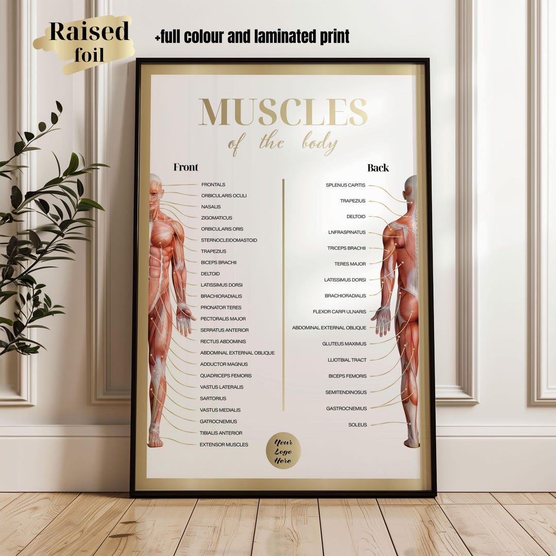 Gold Foil Muscles of the Body Poster: Cosmetic Clinic Decor - Etsy UK