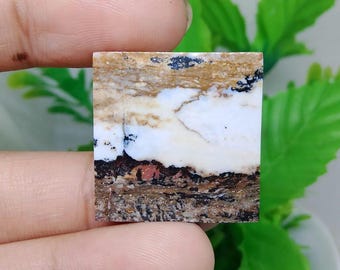 scenic opalized petrified wood