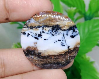 scenic opalized petrified wood