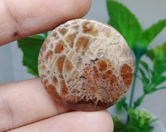 Plume opalized petrified wood