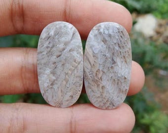 Fossil coral pair