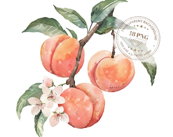 18 Watercolor Peach Clipart, High Quality Transparent PNGs, Instant Download, Paper Crafts, Creative Projects