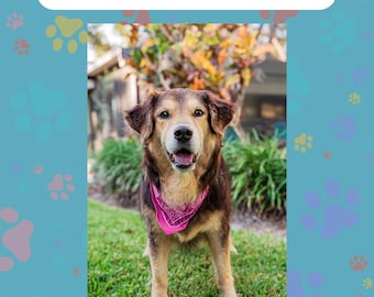 Senior Dog Comfort and Care Checklist - Digital Download
