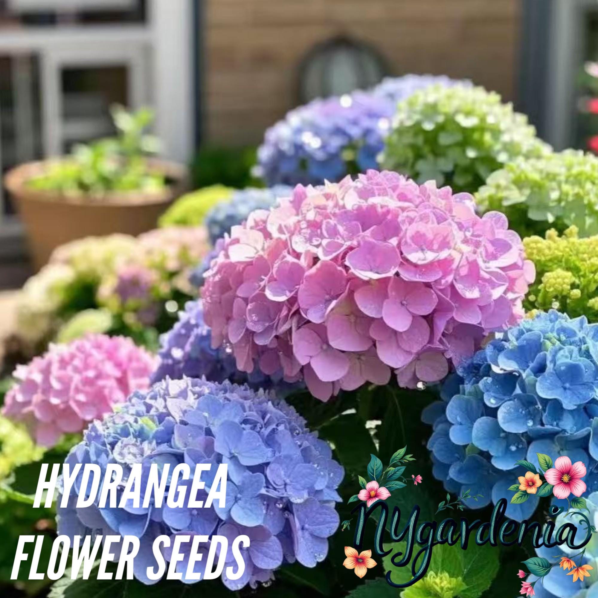 Hydrangea Flower Seeds – 35 Seeds – Non-GMO Mixed Color Blooms for Stunning Borders and Patio Gardens
