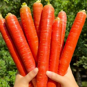 May include: A bunch of bright orange carrots, some with green tops, are held together in a person's hand.