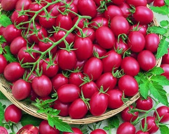 200pcs Tomato Cherry Pink Grape Seeds – Heirloom, Non-GMO Seeds – Complete Planting Instructions Included – Ideal for Home Vegetable Gardens