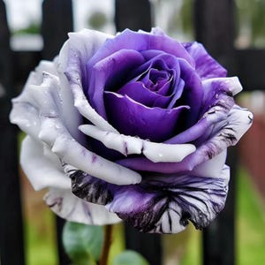 May include: A close-up of a vibrant rose with a striking color gradient. The petals transition from a deep purple center to white edges, with subtle black and purple veining. Water droplets cling to the petals, enhancing the flower's beauty. The rose is in full bloom.