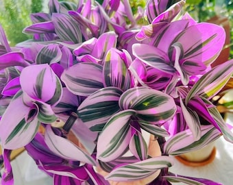3 Tradescantia Nanouk Cuttings – Pink Wandering Jew – 3–4” Unrooted Houseplant