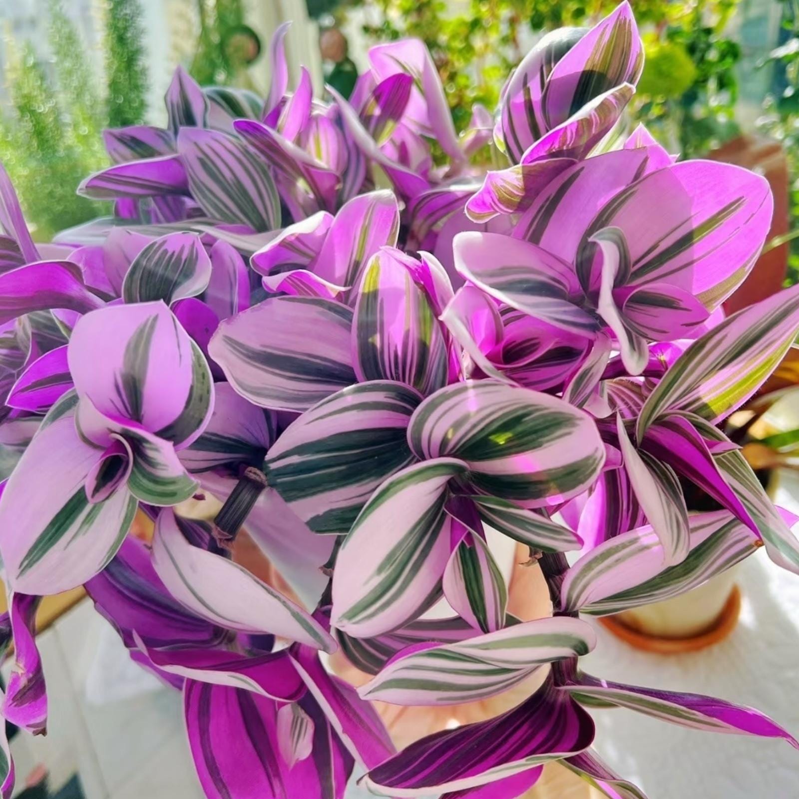 b>Tradescantia</b> 101: How to Care for Tradescantias | <b></b b>Tradescantia</b> 101: How to Care for Tradescantias | <b></b