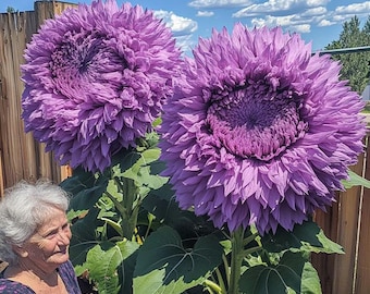 50pcs Purple Enchanting Giant Teddy Bear Sunflower Seeds – Rare Fluffy Double Blooms for Magical Garden Borders, Beds, and Bouquets