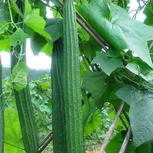 May include: Close-up of a green loofah growing on a vine. The loofah is long and slender, with a ridged surface. The vine is green and leafy, and the loofah is growing up a wooden trellis.