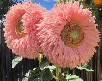 50pcs Pink Giant Teddy Bear Sunflower Seeds – Fluffy Double Blooms for Cottage Gardens, Borders, and Cut Flower Arrangements
