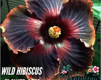 Wild Hibiscus Seeds – 50 Seeds – Non-GMO Deep-Tone Tropical Variety for Striking Garden Blooms