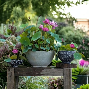 May include: Three potted water lilies with pink flowers in different sized ceramic pots. The pots are sitting on a wooden table.