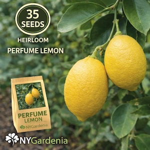 May include: A set of three ceramic mugs with a speckled, matte finish. The mugs are in shades of cream, light gray, and dark gray. Each mug has a simple, minimalist design, perfect for coffee or tea.