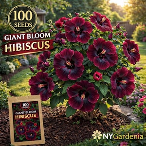May include: A vibrant image showcases a Giant Bloom Hibiscus plant with large, dark red flowers. The plant is in full bloom, with multiple flowers and buds. A seed packet with the text "100 Seeds" and "Giant Bloom Hibiscus" is in the foreground.