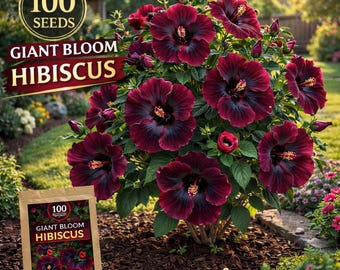 100 Giant Bloom Hibiscus Seeds for Planting – Large Tropical Style Flower Seeds for Garden & Outdoor Decor