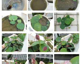 10Pcs Mixed Color Pre-Sprouted Bowl Lotus Live Plants - Indoor Outdoor Aquatic Plants For Ponds & Gardens