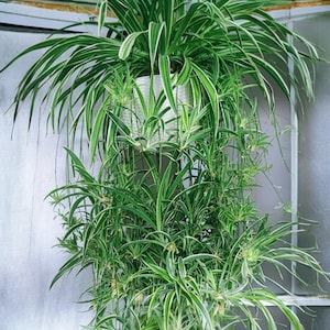 May include: A lush spider plant in a white hanging basket. The plant features long, cascading green and white striped leaves. The image showcases the plant's vibrant foliage and the texture of the woven basket.