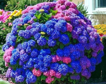 35 Hydrangea Seeds – Mixed Color Blooms for Vibrant Garden Shrubs & Borders
